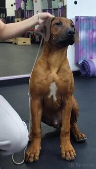 Rhodesian Ridgeback - 1