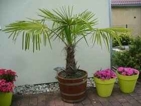 Palma trachycarpus fortunei 180cm,150cm - 1