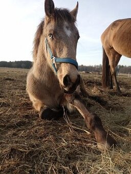 Lusitano