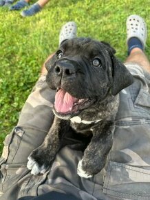 Cane corso