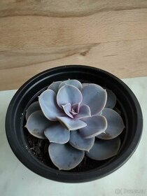 Echeveria perle von nurn - 1