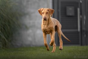 Rhodesian/Rhodéský Ridgeback s PP k odberu