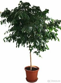 Nádherný Ficus Benjamina