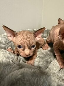 Kanasky Sphynx