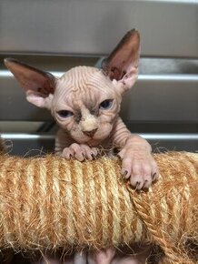 Kanasky Sphynx