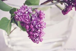 Serik plnkovety fialovy odruda NADEZDA - 1