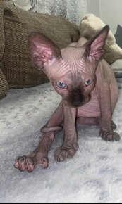 Sphynx