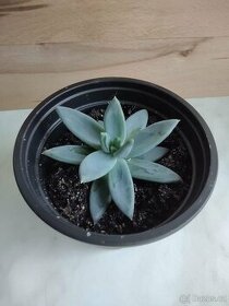 Echeveria hookeri - 1