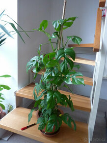 Filodendron - philodendron minima - philodendron piccolo