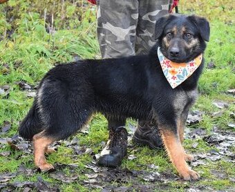 DOROTKA K ADOPCI - 1,5 ROKU,HODNÁ,MILÁ,KONTAKTNÍ - 1