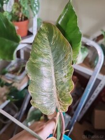 Philodendron caramel marble splash