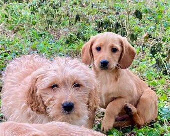 Labradoodle mini - 1