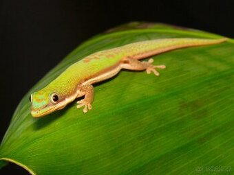 Phelsuma lineata bom., Ph. pasteuri, Lamprolepis smaragdina - 1