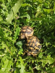 suchozemská želva zelenavá a vroubená, terárium