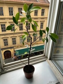 Ficus Benjamin 60 cm - 1