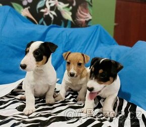 Jack Russell Terrier JRT Jack Rusel Terier - 1