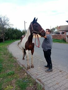 Prodám kobylu