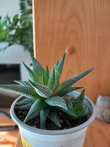 sukulent HAWORTHIA