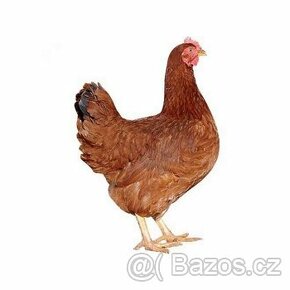 Kuřice kuřátka brojlerová kuřata a kachny křepelky vajíčka - 1