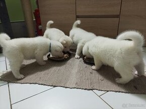 Akita Inu bílá štěňata - 1