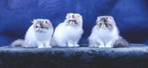Perská kočka s PP / Perské kotě s PP