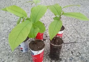 Muďoul trojlaločný (Asimina triloba) Common Pawpaw, banán