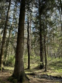 Prodám lesní pozemky v k.ú. Nepomuk pod Třemšínem