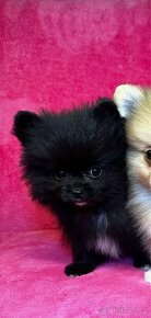 Pomeranian - Pomerian - Boo