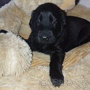 Flat coated retriever - s PP