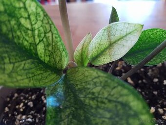 Zamioculcas chameleon