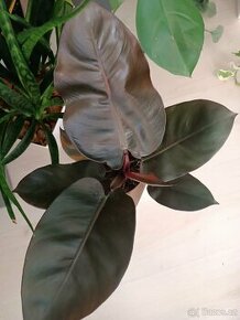 Philodendron Black Cardinal