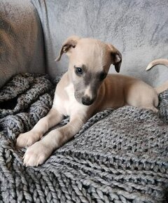 Whippet/ Vipet s PP