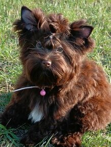 Barevný jorkšírský teriér z PP- CHOCO YORKSHIRE TERRIER