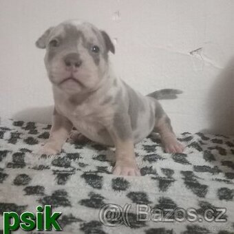 American bully