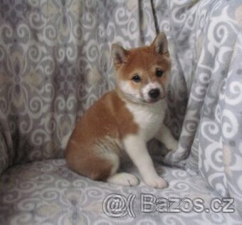 Shiba inu