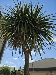 Palma, dracena