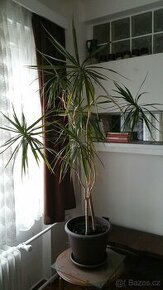 Dracaena výška kmene 130 cm.