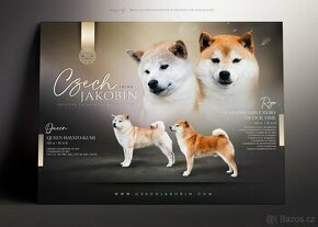 Shiba