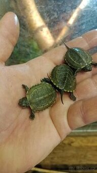 Želva trojkýlná (Mauremys reevesii)