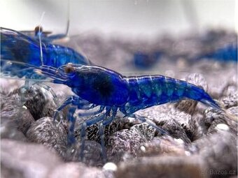 Neocaridina Blue dream - 1