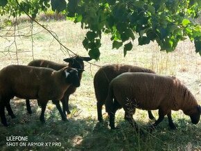 ovce Zwartbles