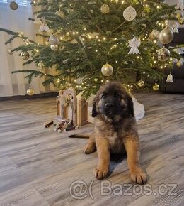 Leonberger- šteniatka s PP - 1