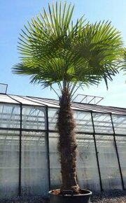 Palma Trachycarpus - 1