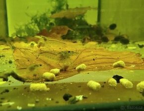 Krevety Amano - Caridina multidentata (Japonica)