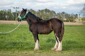 Shire horse klisna - 1