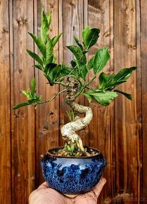 Bonsai, Bonsaj - Evonymus 1