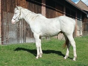 Valach appaloosa, 2 roky