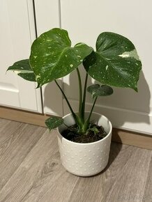 Monstera “Thai constellation”