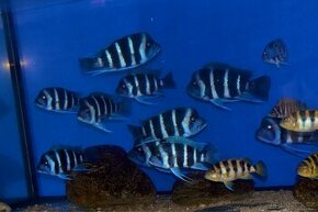 Cyphotilapia gibberosa Blue Zaire WF - 1