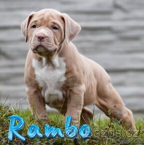 American bully XL